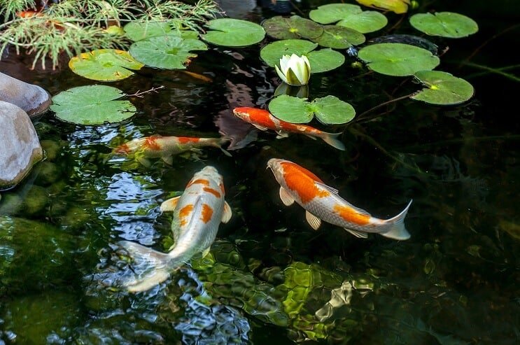 Rybí biotop Koi