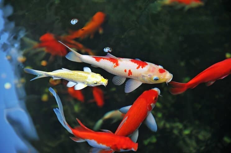 Starostlivosť o ryby Koi
