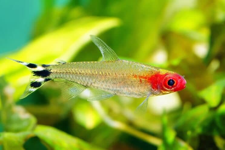 Rummy Nose Tetra Plávanie