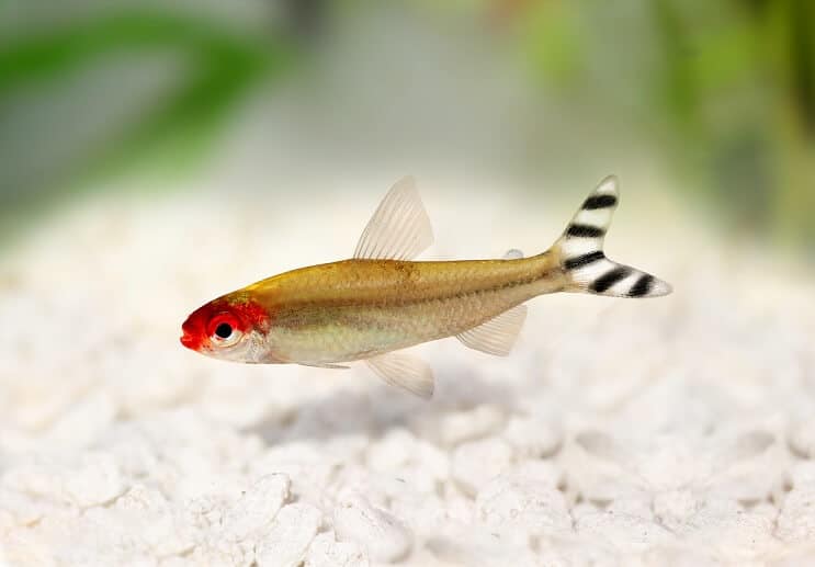 Vzhľad Rummy Nose Tetra