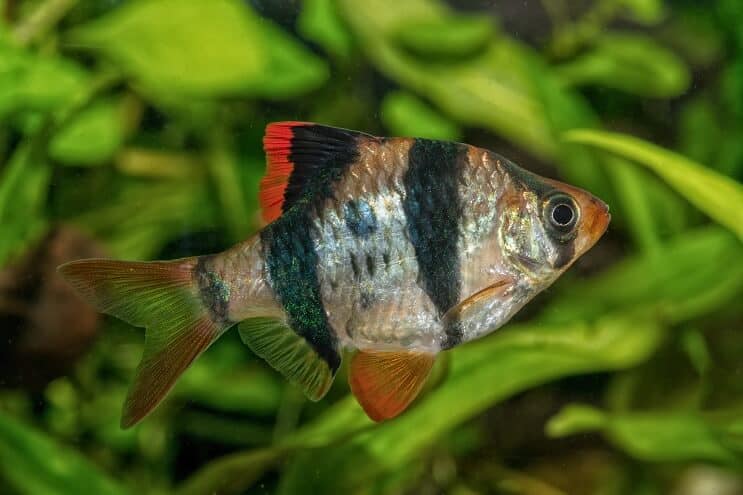 Tiger Barb Vzhľad