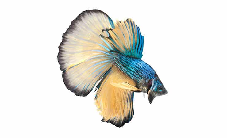 Polmesiac Betta