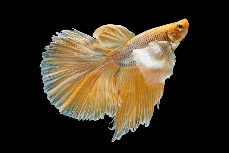 Slonie ucho Betta
