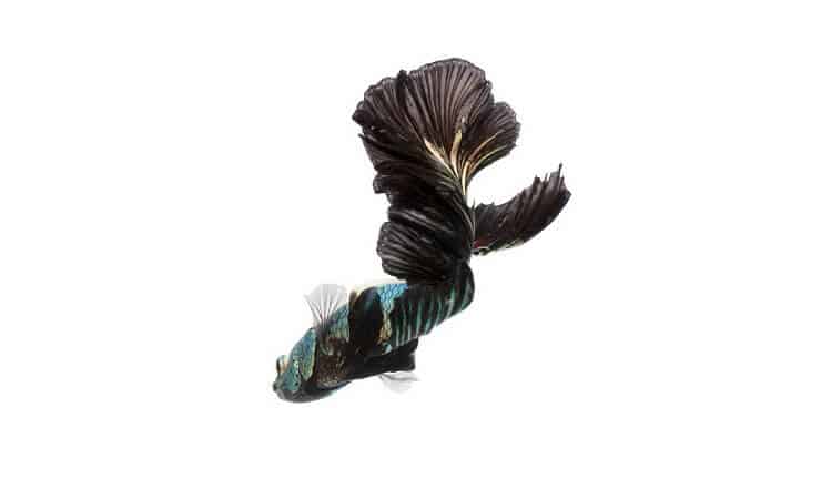 Čierna orchidea Betta