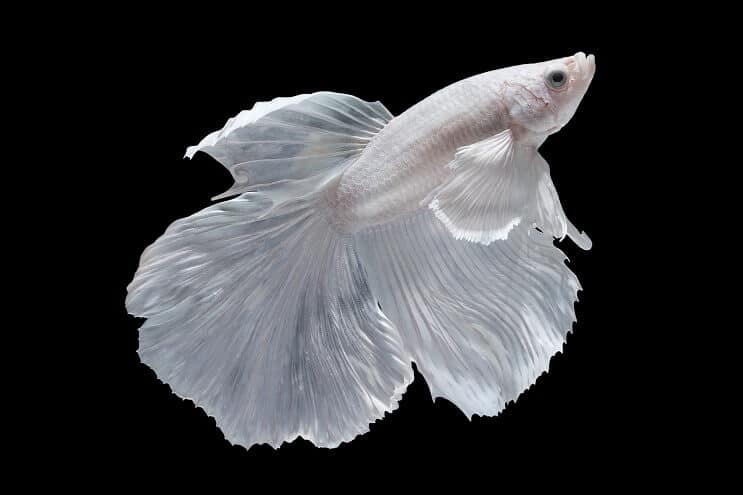 Biela Betta