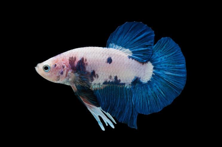 Mramorová Betta