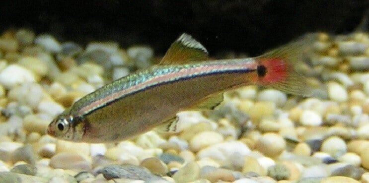 Biely oblak - hora Minnow - prehľad