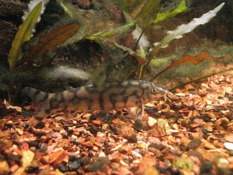 Jojo Loach jesť
