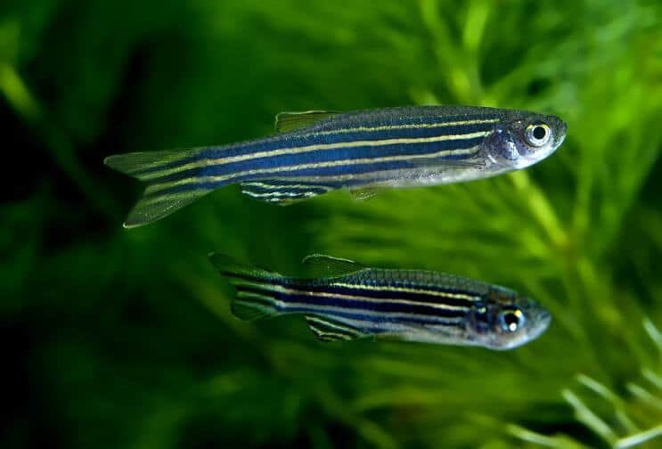 Plávanie Zebra Danios