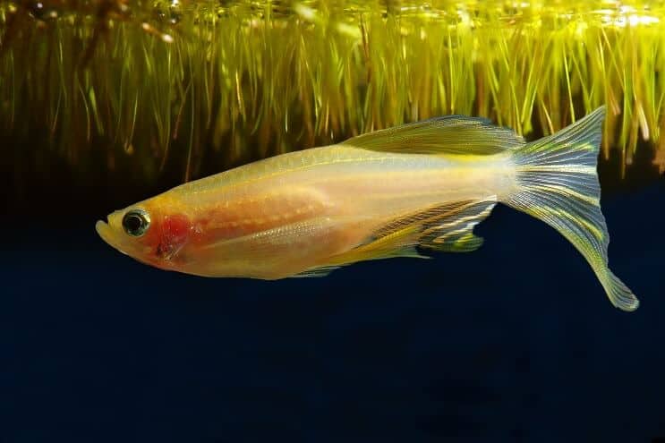 Zlatý morf Zebra Danio