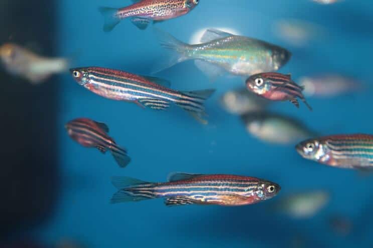 Tank Mates Zebra Danio