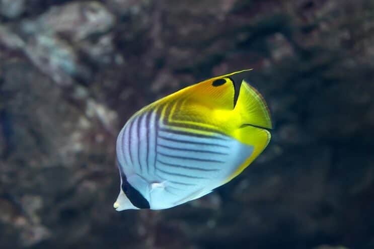 Threadfin Butterflyfish