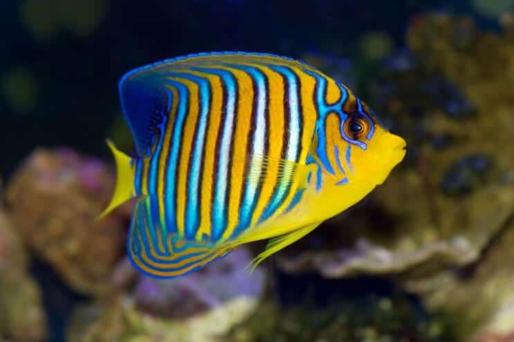 Regal Angelfish