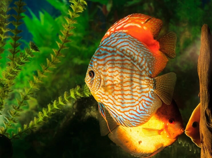 Symphysodon Discus