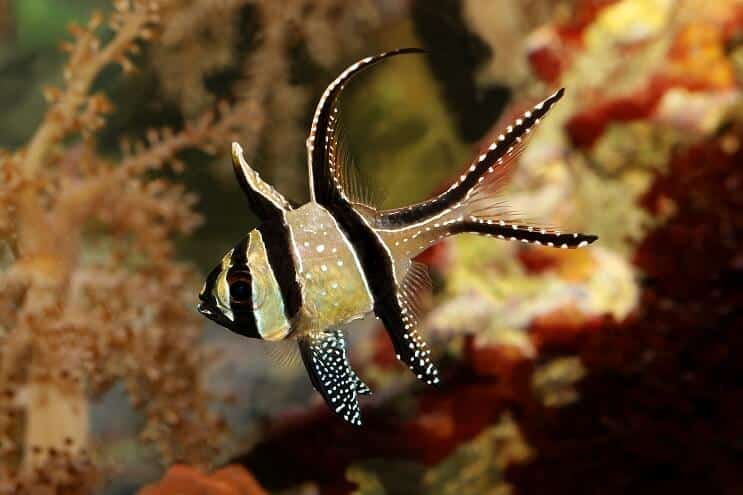 Banggai Cardinalfish