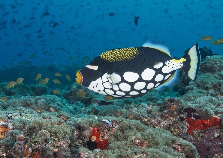 Klaun Triggerfish