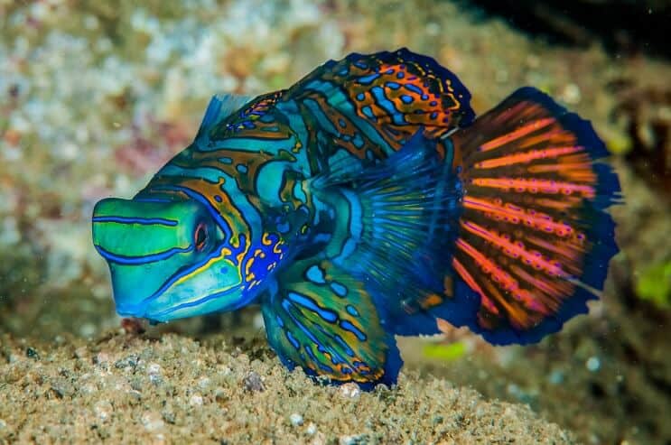 Mandarinfish