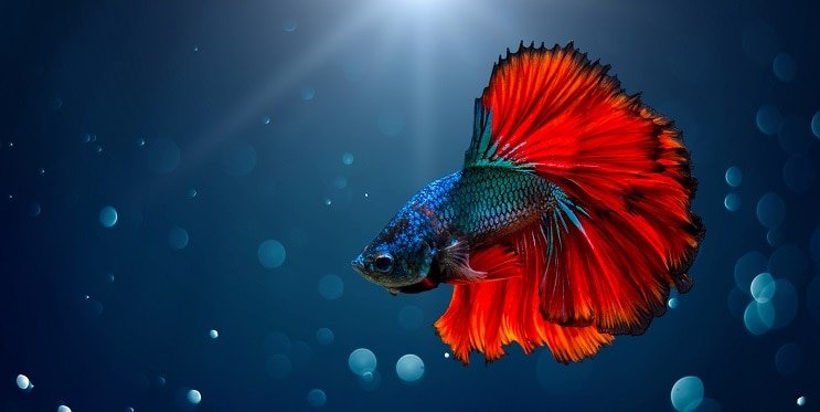 Betta ryby