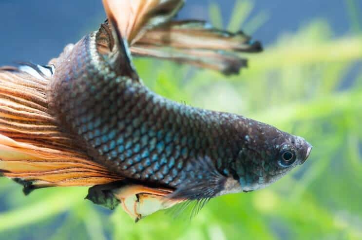 Žena Betta Fish