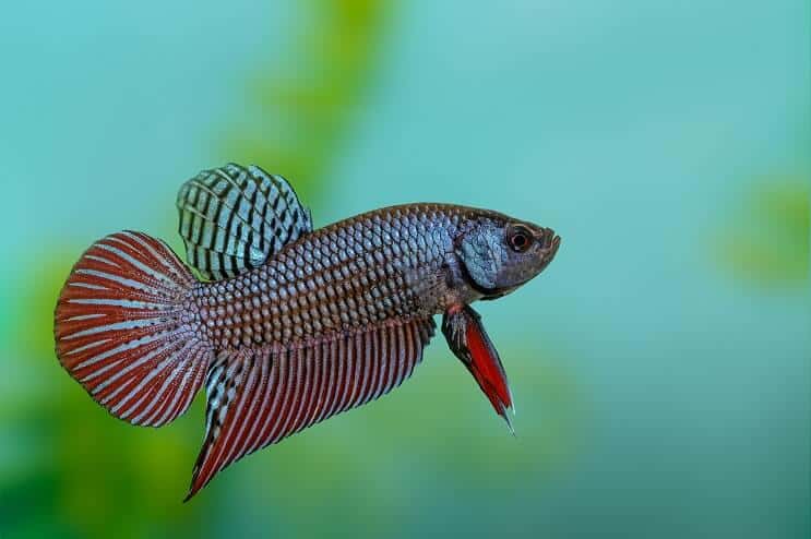 Betta ryby