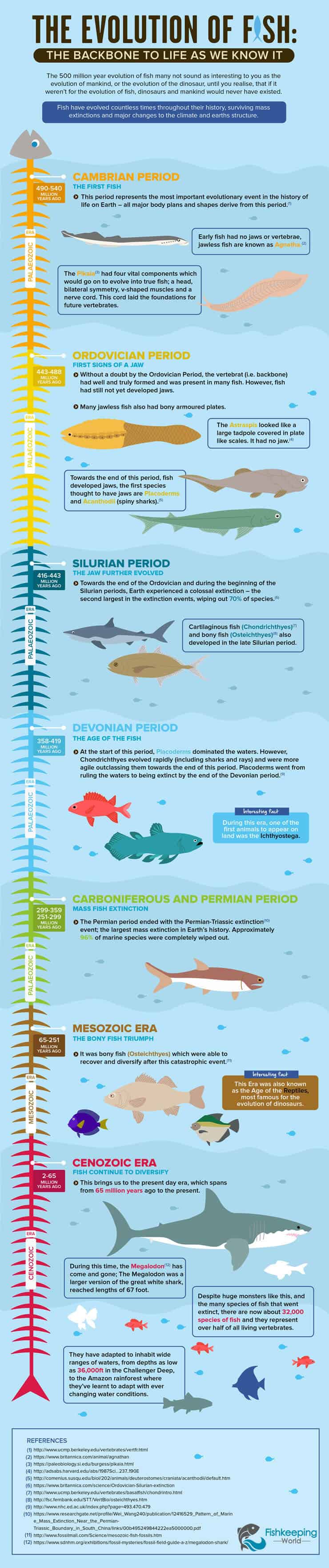 Infografika Evolúcia rýb