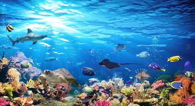 Odroda Sealife