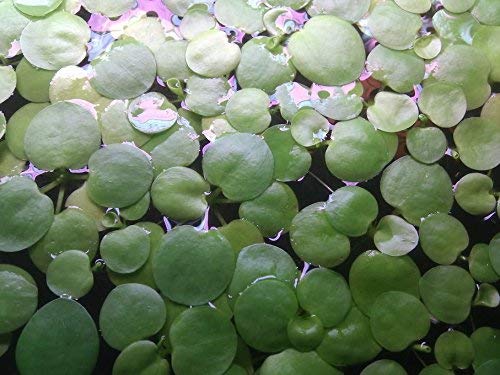 SoShrimp 20+ Rastliny Amazon Frogbit - Živá sladkovodná akváriová plávajúca rastlina