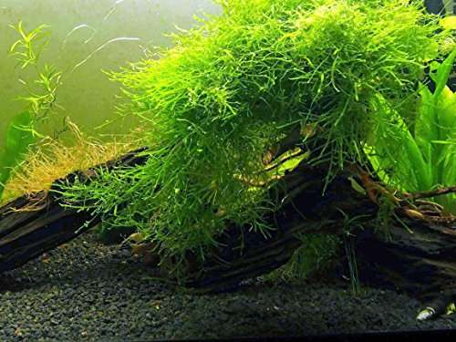 Vodné umenie Sladkovodné akvarijné rastliny Java Moss (veľká 25 štvorcová palcová časť) Živá rastlina Java Moss pre akvárium Rastliny akvária naživo | Párujte dobre s guľkami Marimo Moss v zasadenom akváriu