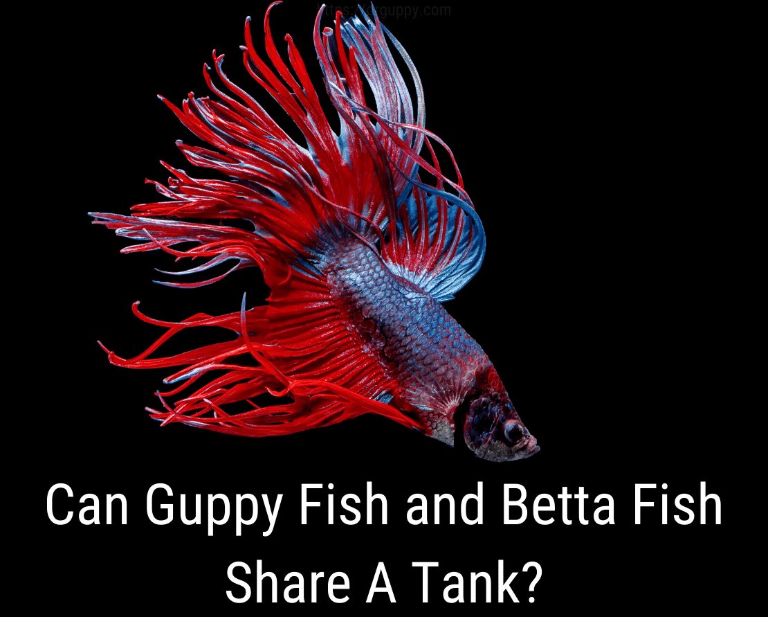 Môžu ryby zdieľať ryby Guppy a Betta?