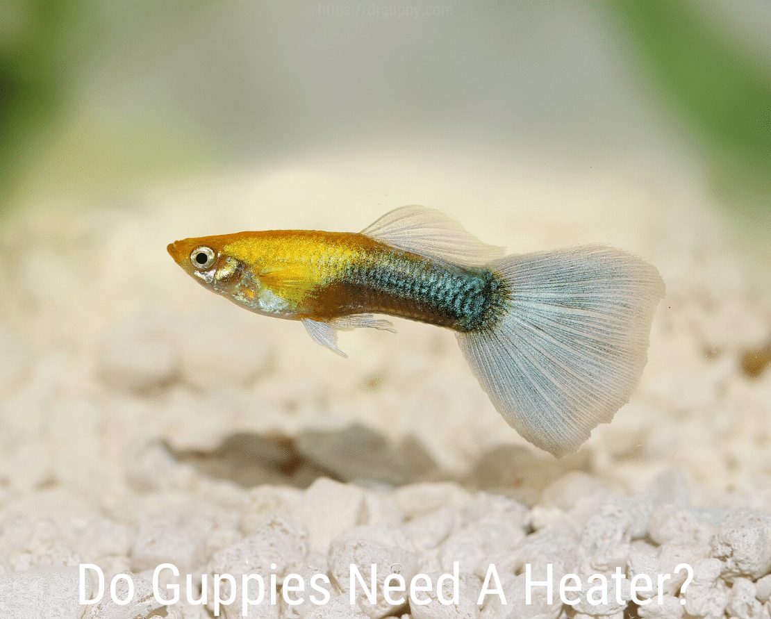 Potrebujú Guppies ohrievač?