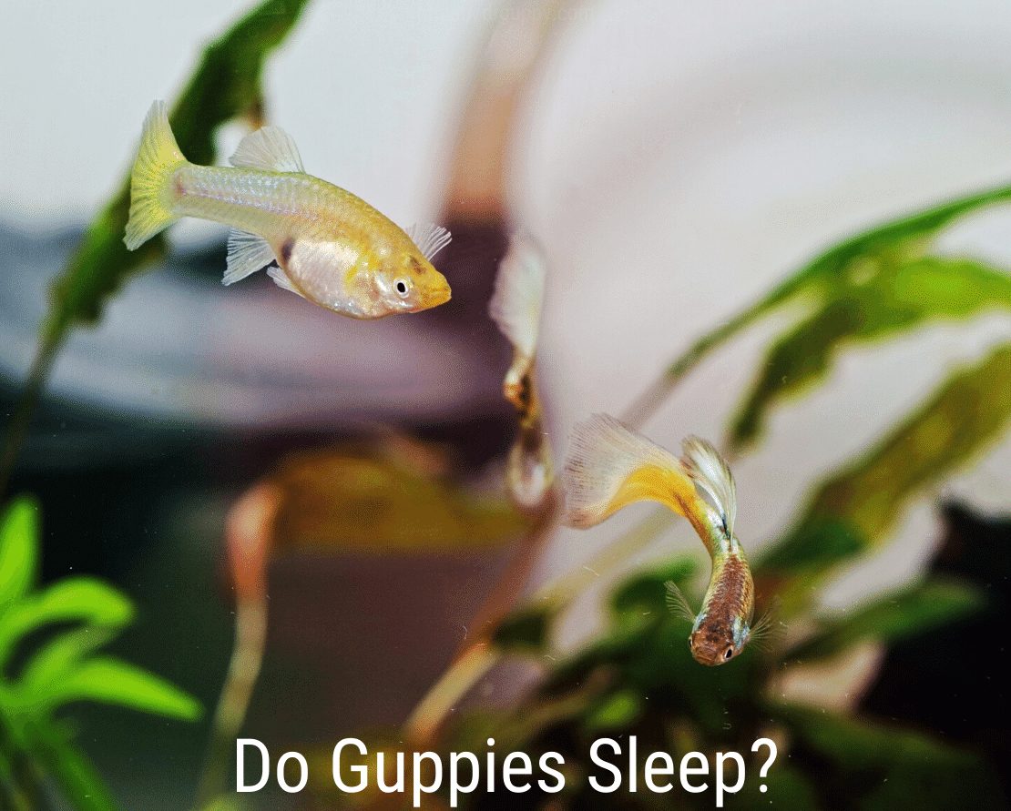 Spia Guppies?
