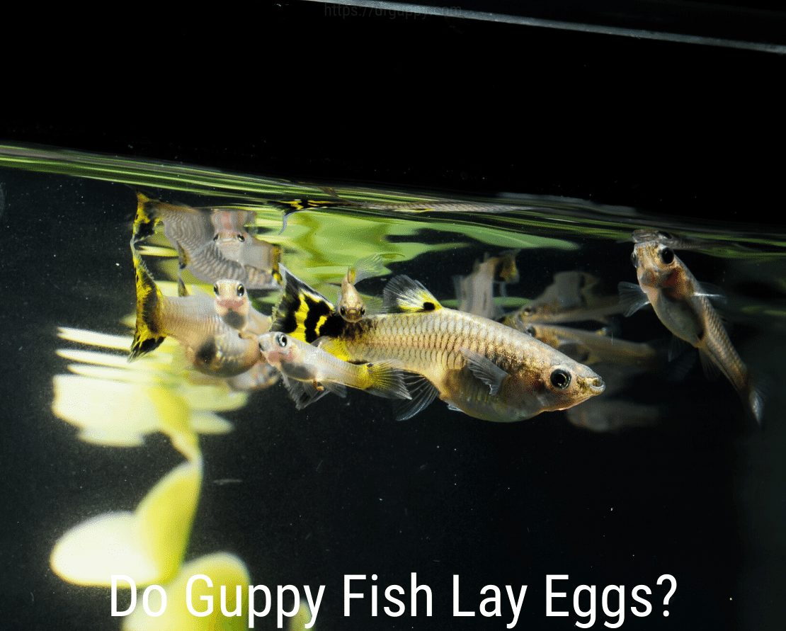 Znášajú vajíčka Guppy?