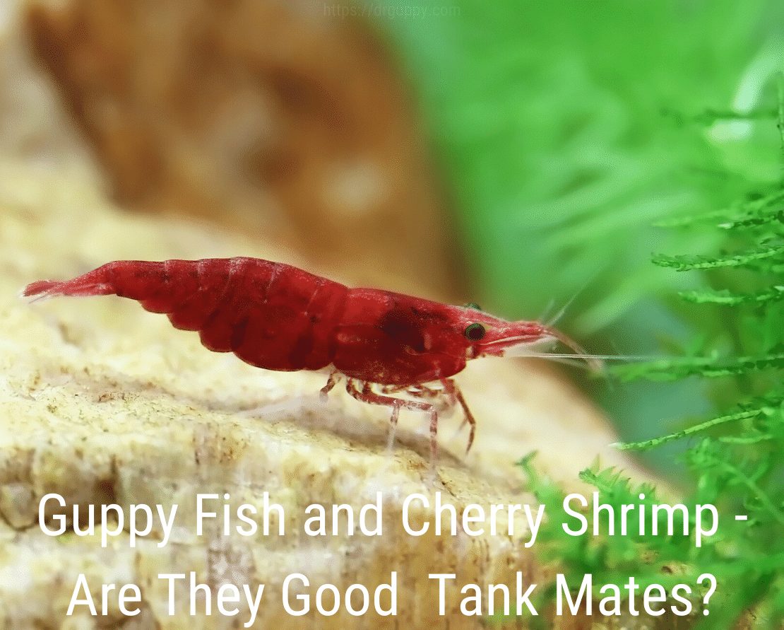 Guppy ryby a čerešňové krevety - sú to dobrí tankisti?