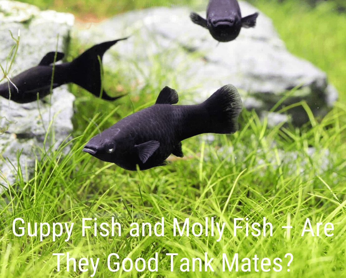 Guppy ryby a molly ryby - sú to dobrí tankisti?