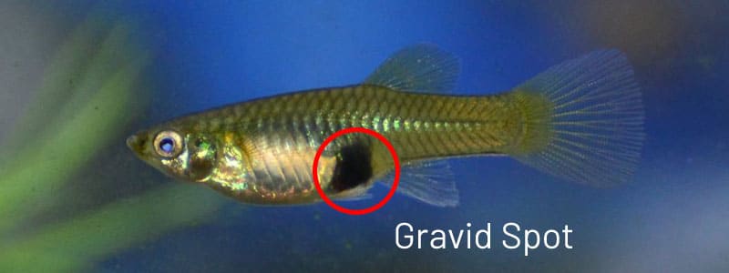 Ženská guppy gravidná škvrna.