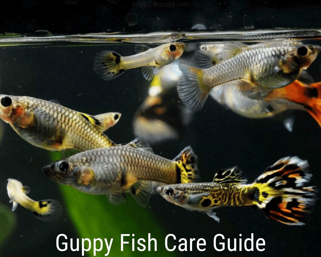 Sprievodca starostlivosťou o ryby Guppy