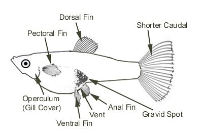 Dospelá žena Guppy - diely