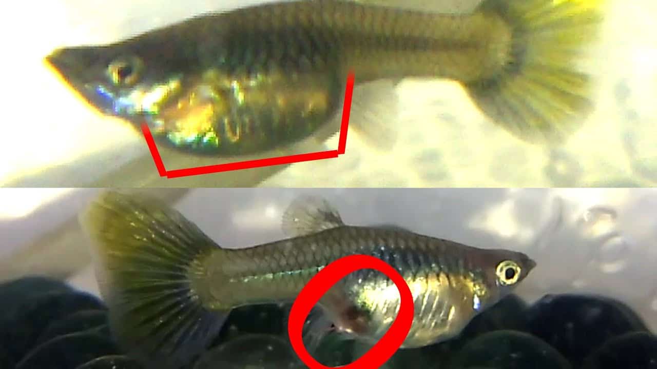 Ako zistiť, či je guppy tehotná