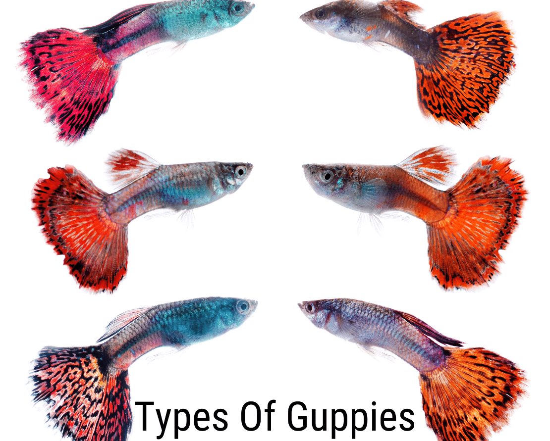 Guppy typy: Všetko, čo potrebujete vedieť