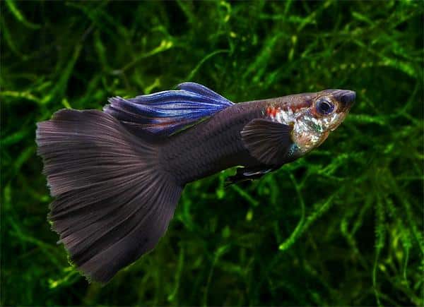 Čierna Guppy.