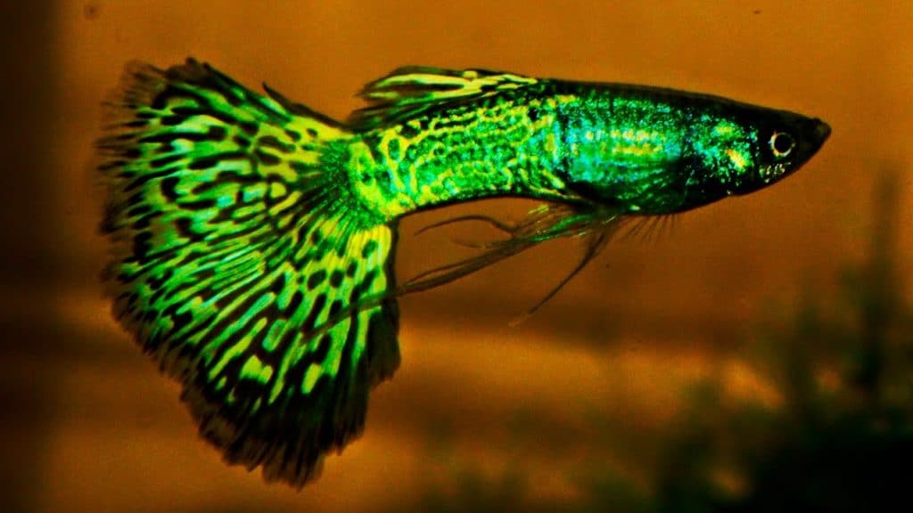 Zelená Metalhead Cobra Guppy