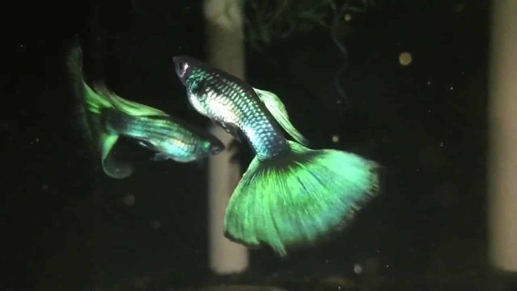 Zelená moskovská Guppy
