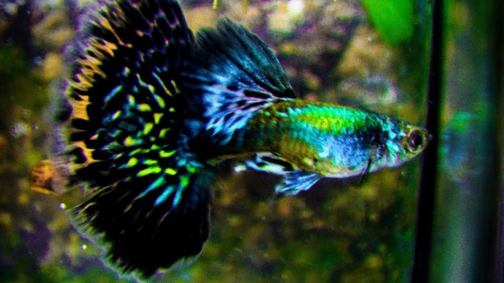 Polmesiac Zelená Guppy.