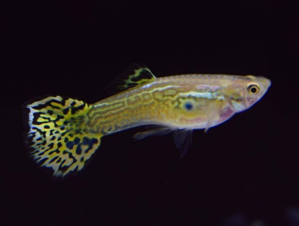 Zelená kobra Guppy.