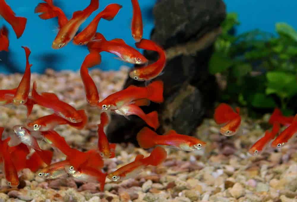Blond Red Guppy