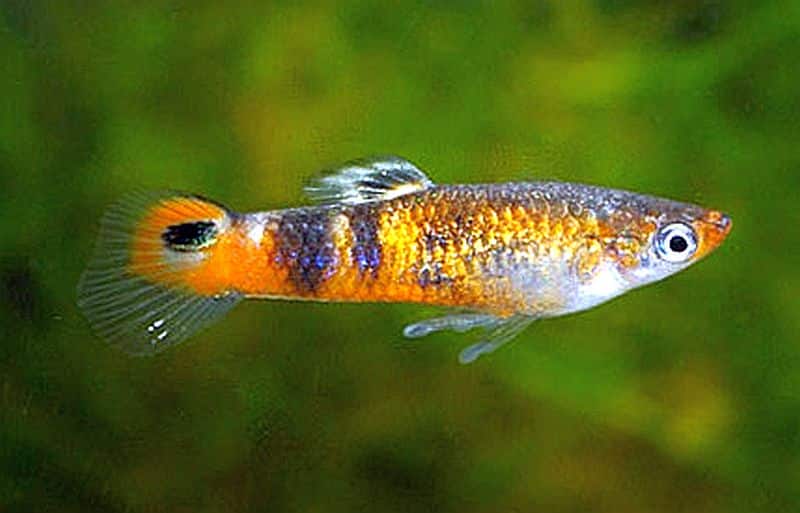 Oranžový guppy.