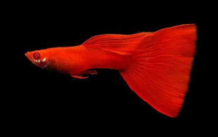 Plne červená Albino Guppy.