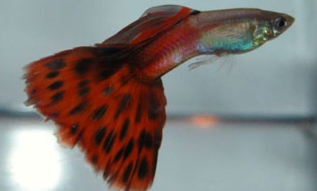 Červená dvojfarebná Guppy