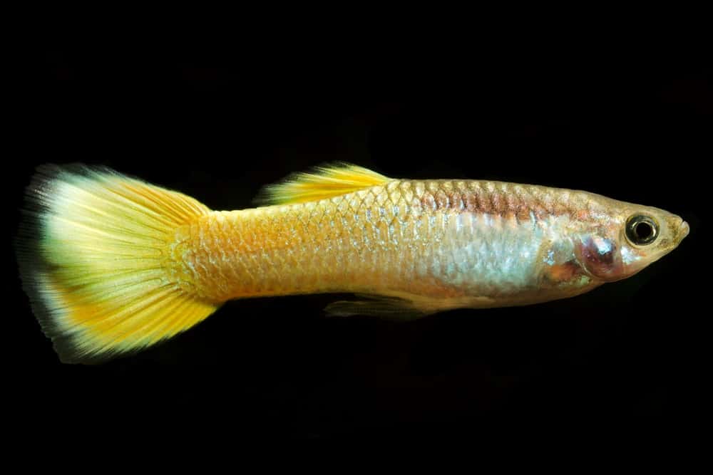 Žltá Guppy.