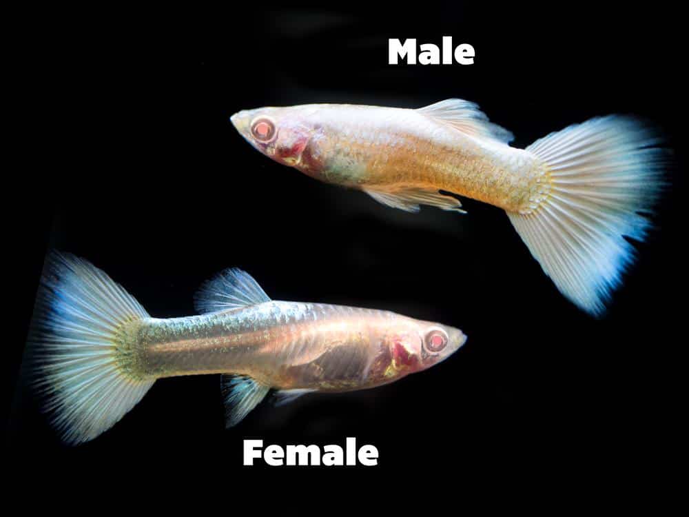 Platinový albín Guppy.